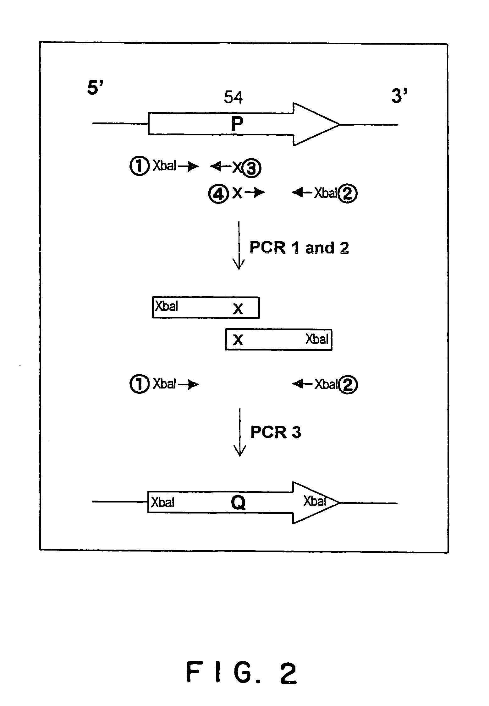 Vectors for animal cells and utilization thereof