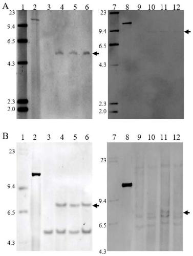 Nucleotide sequence for detecting maize plant NAZ-4 and detection method of nucleotide sequence