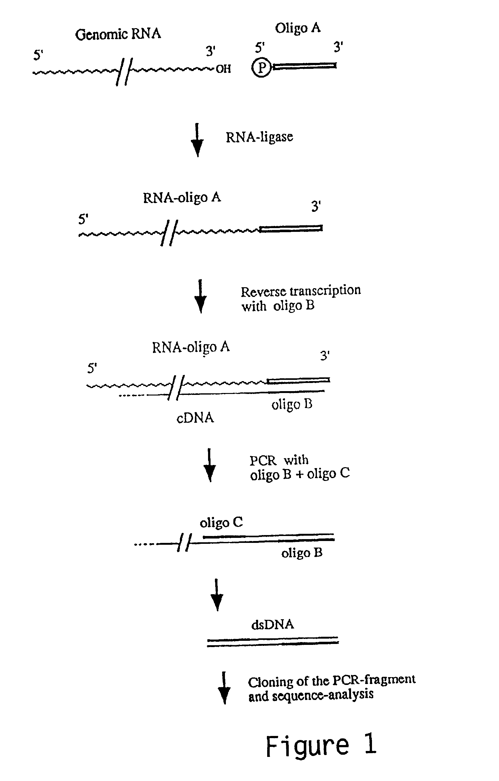 3′terminal sequence of hepatitis C virus genome and diagnostic and therapeutic uses thereof