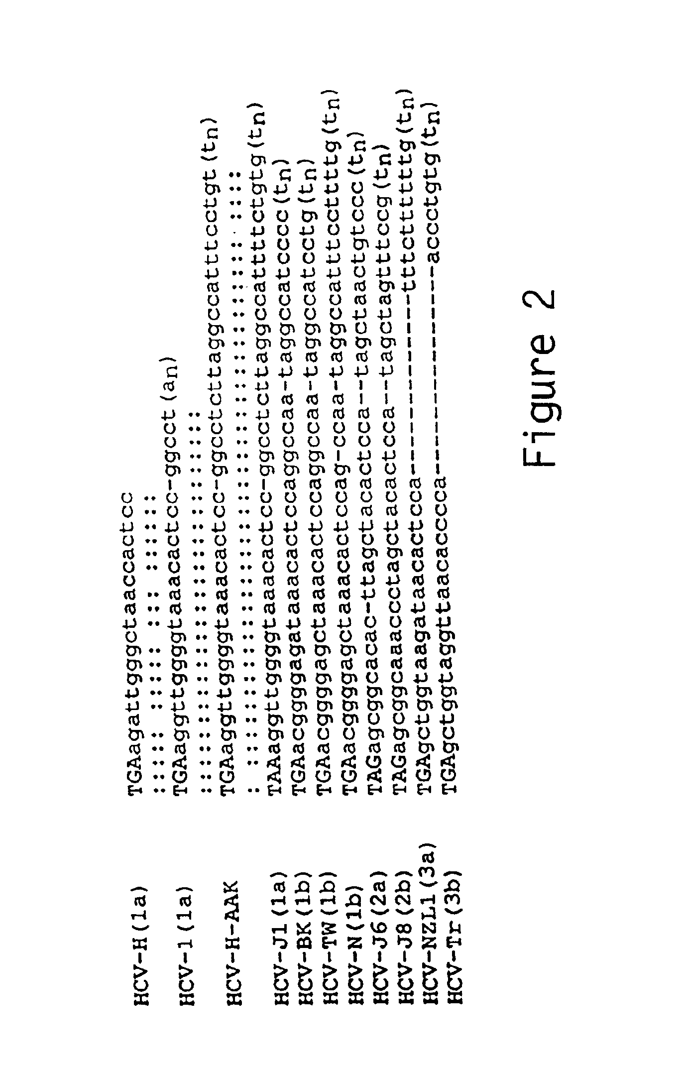 3′terminal sequence of hepatitis C virus genome and diagnostic and therapeutic uses thereof