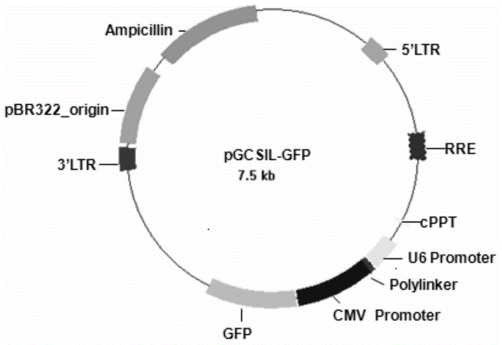 Uses and related drugs of human RBM17 gene