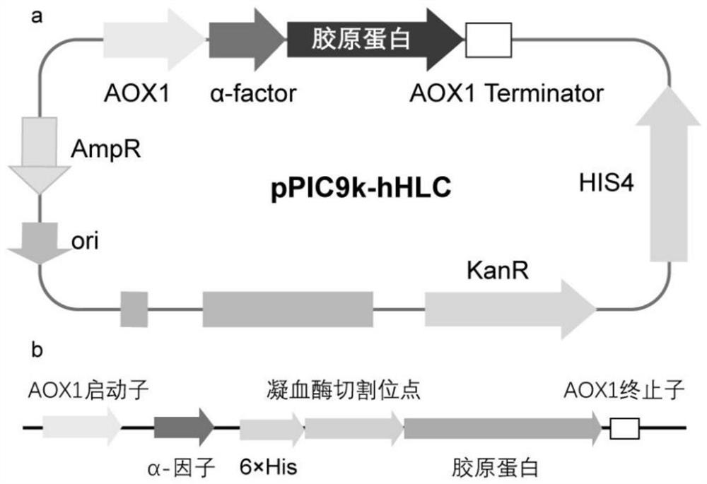 Construction of human-like collagen recombinant pichia pastoris engineering bacteria and rapid protein purification method