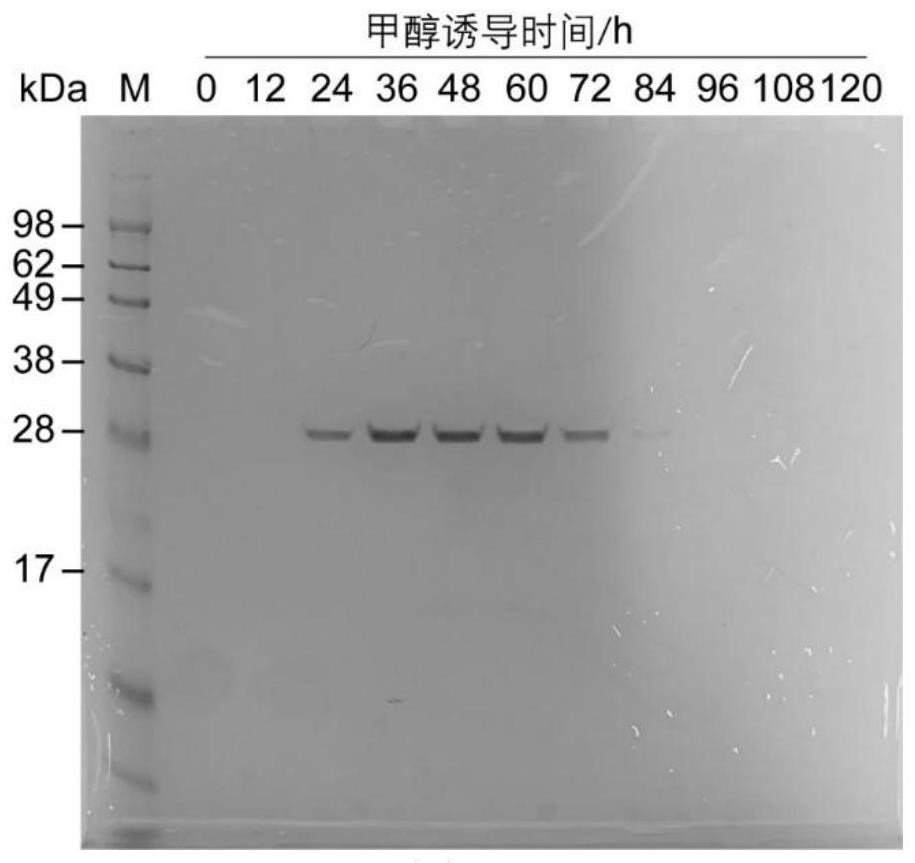 Construction of human-like collagen recombinant pichia pastoris engineering bacteria and rapid protein purification method