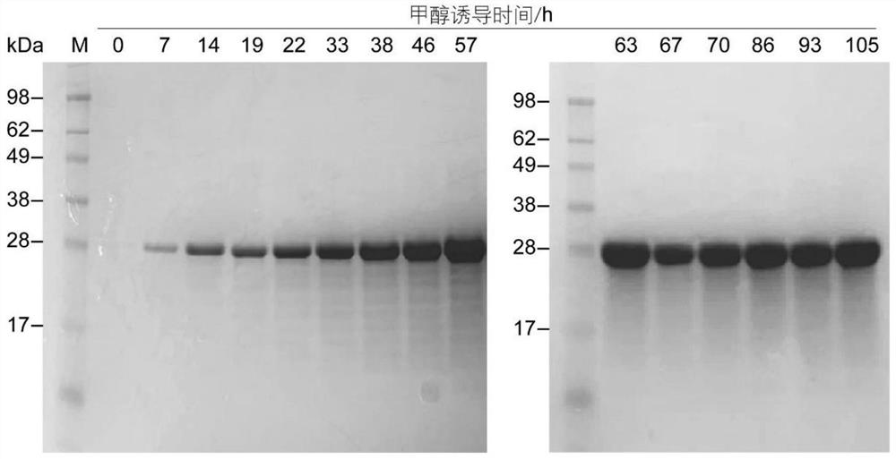 Construction of human-like collagen recombinant pichia pastoris engineering bacteria and rapid protein purification method