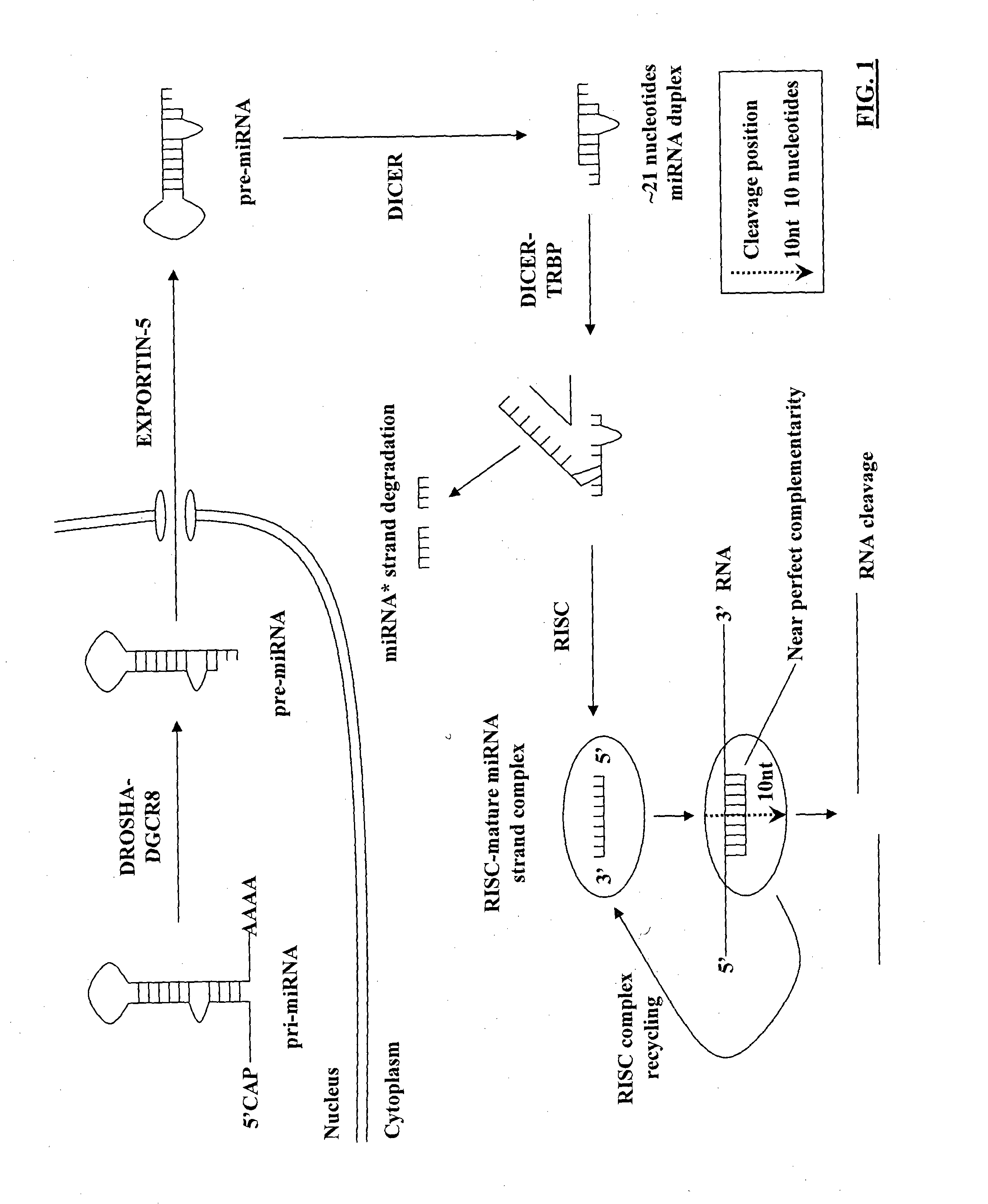 COMPOSITIONS AND METHODS FOR ACTIVATING EXPRESSION BY A SPECIFIC ENDOGENOUS miRNA