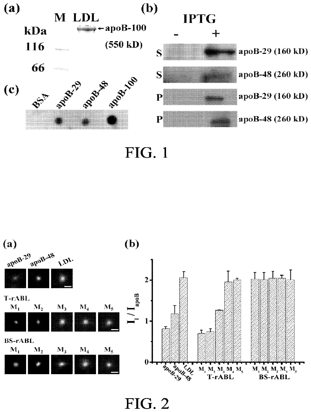 Reconstituted apolipoprotein B lipoparticle, a preparation method and uses thereof