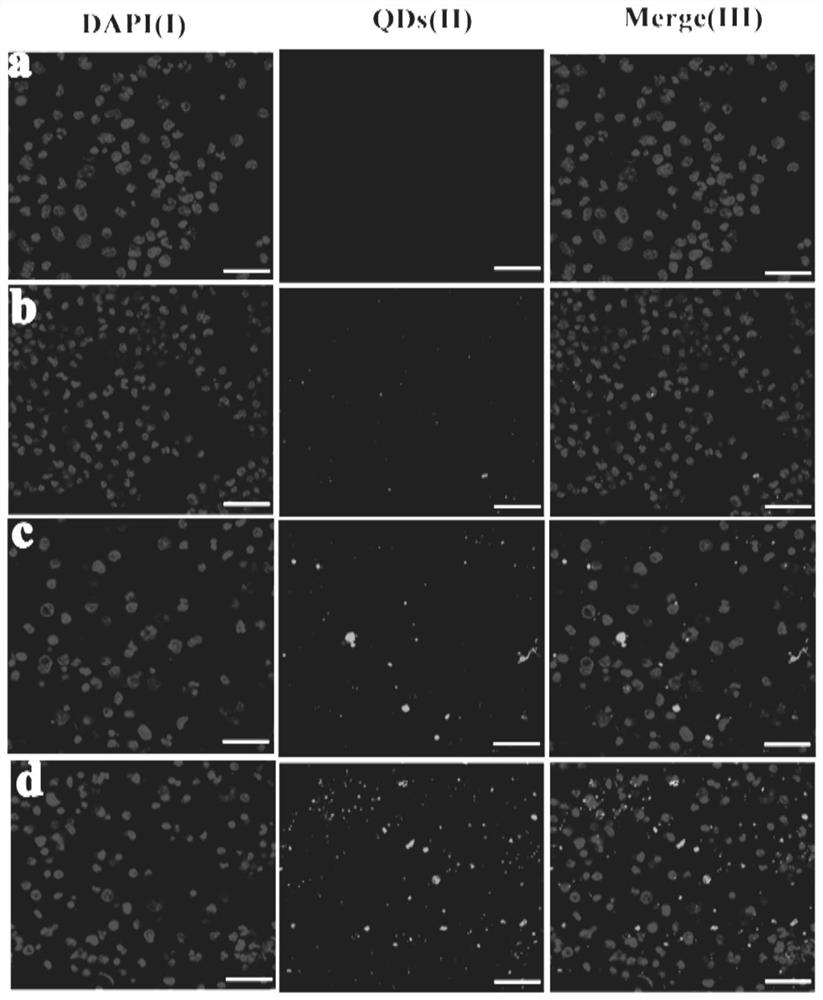 A cationic liposome influenza vaccine capable of loading quantum dots and its preparation method