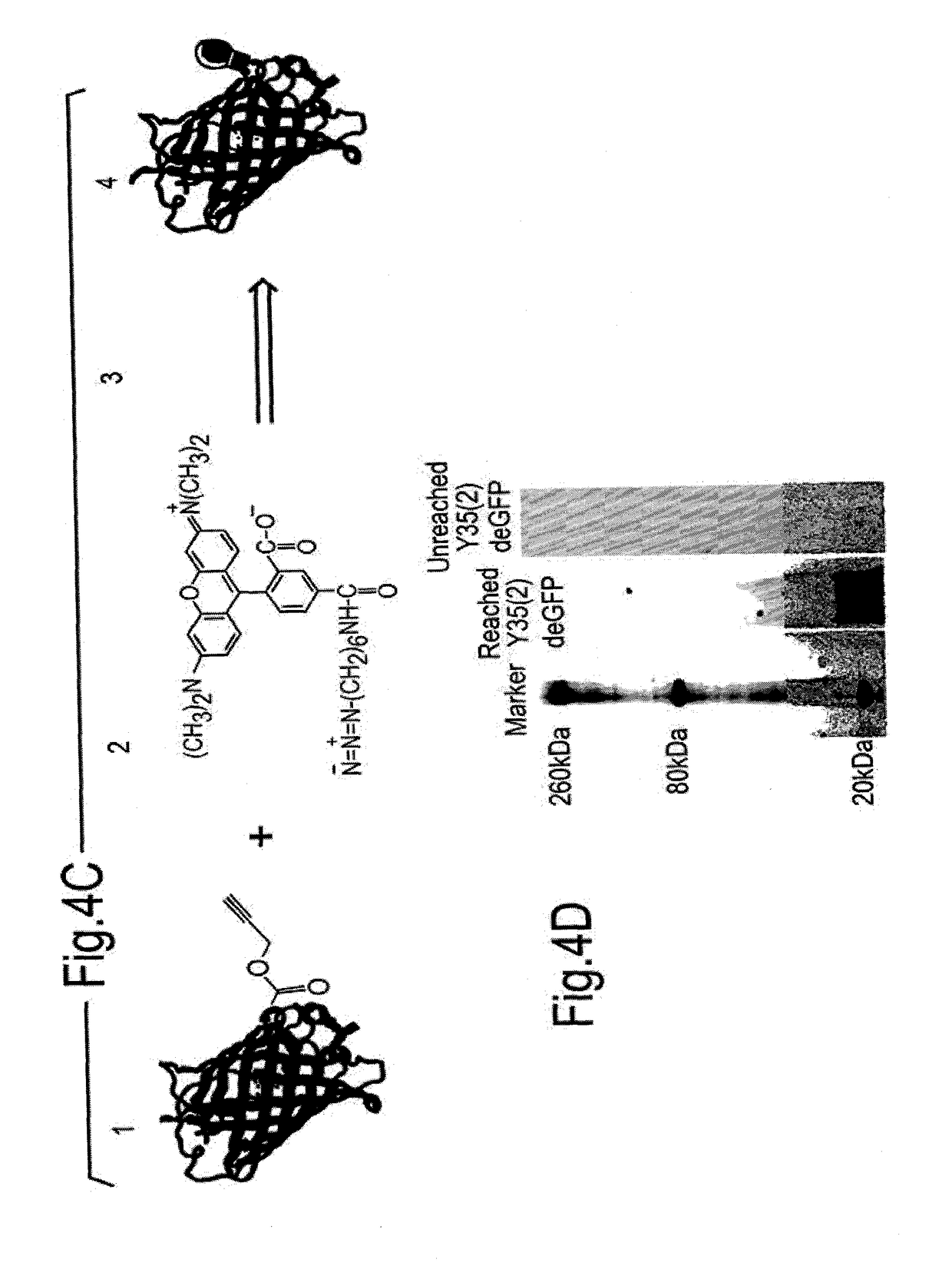 Genetically expanded cell free protein synthesis systems, methods and kits