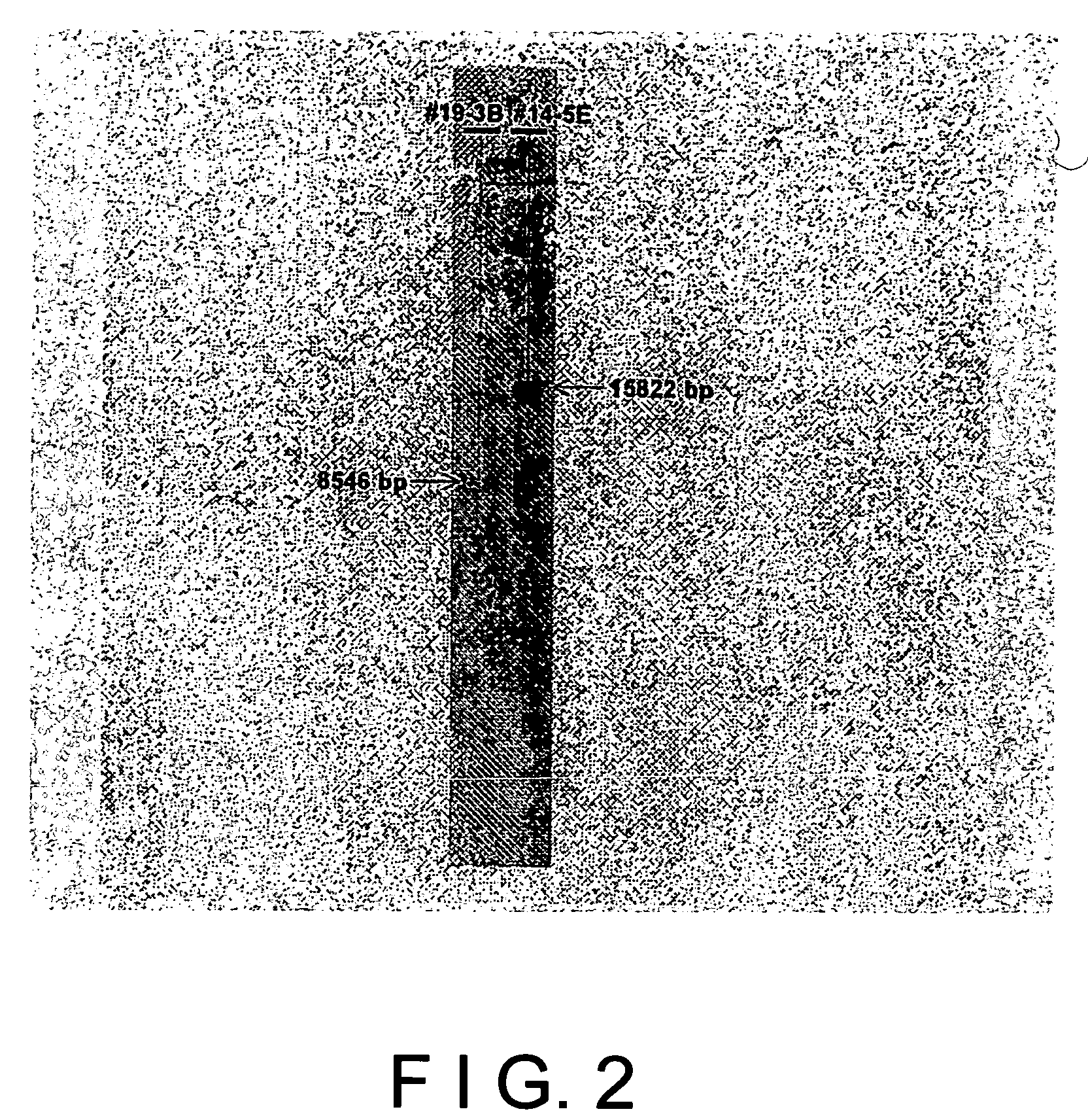 Recombinant mammal cells, method of producing thereof, and method of producing proteins of interest