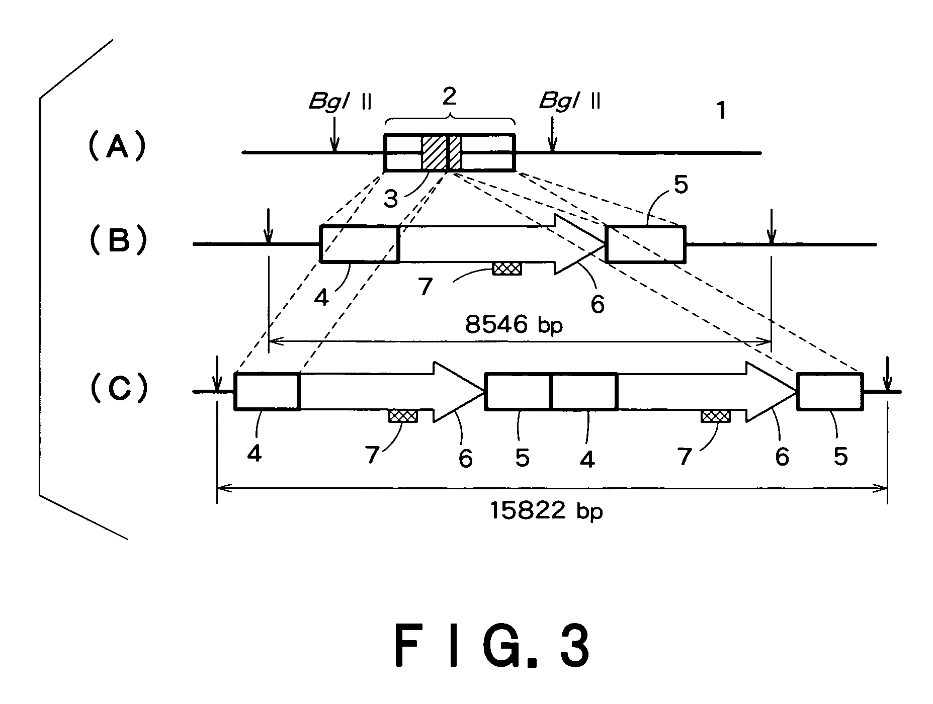 Recombinant mammal cells, method of producing thereof, and method of producing proteins of interest