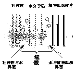 Method for preparing fine gutta percha by purification of aqueous solution of coarse gutta percha originated from eucommia seed coats