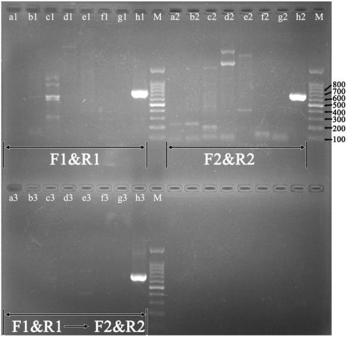 Nested PCR detection method or/and identification method of brucella