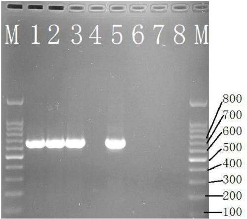 Nested PCR detection method or/and identification method of brucella