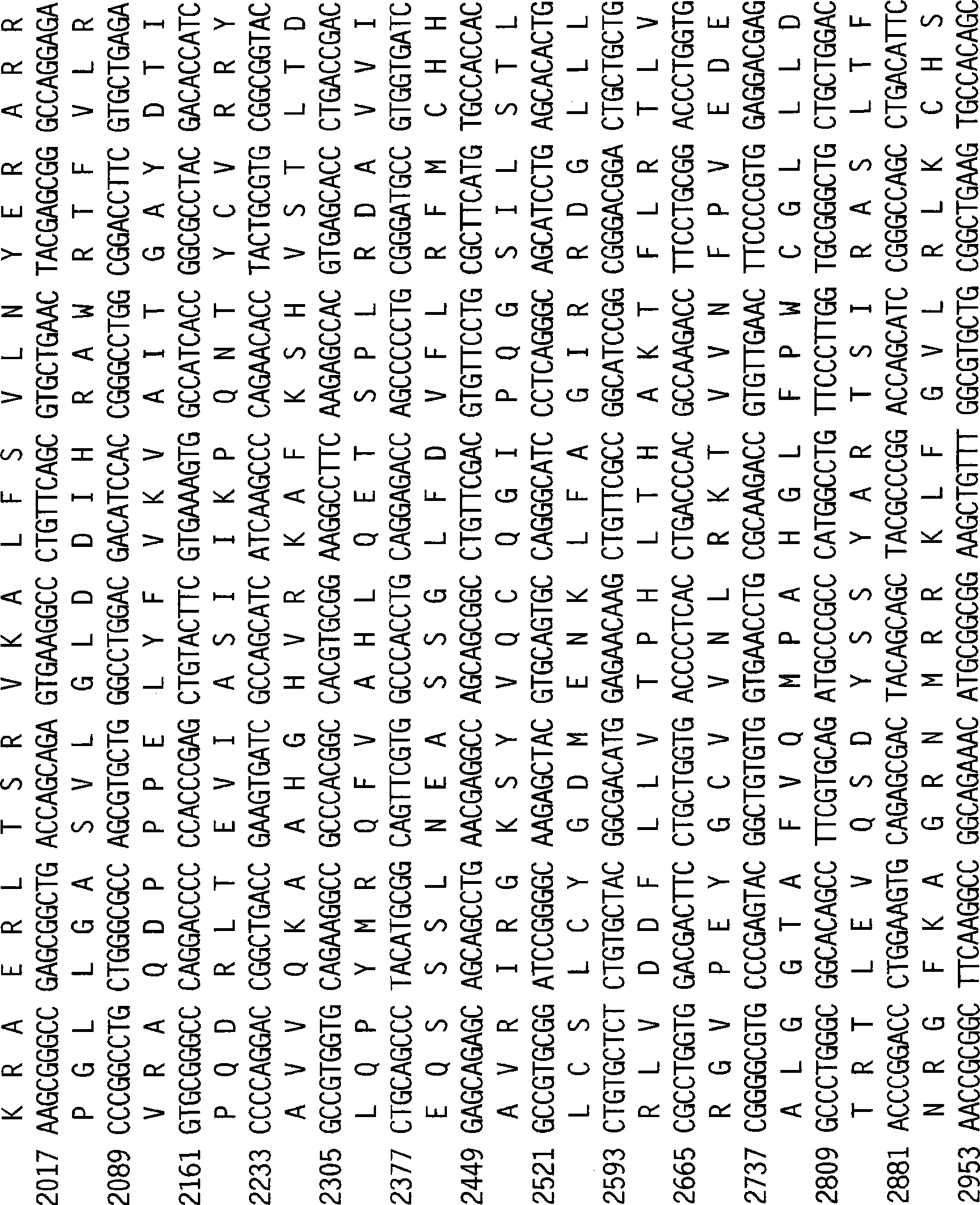 Telomerase reverse transcriptase fusion protein, nucleotides encoding it, and uses thereof