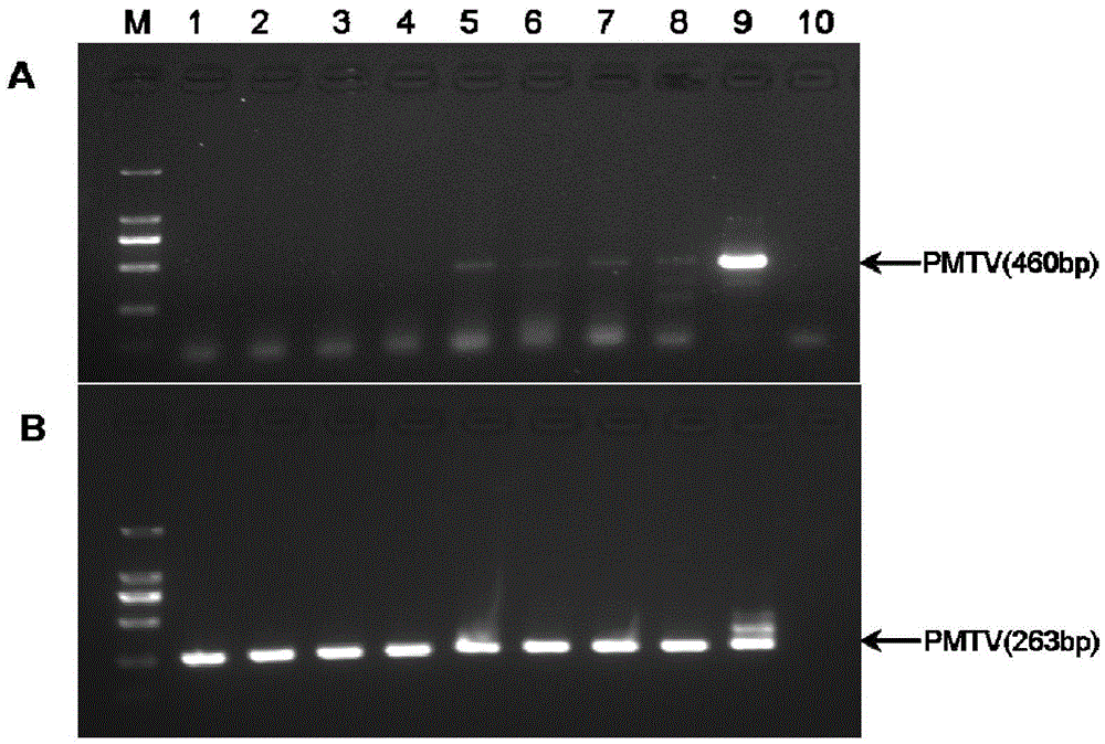 Nested RT-PCR method and primer combination for detecting potato mop-top virus