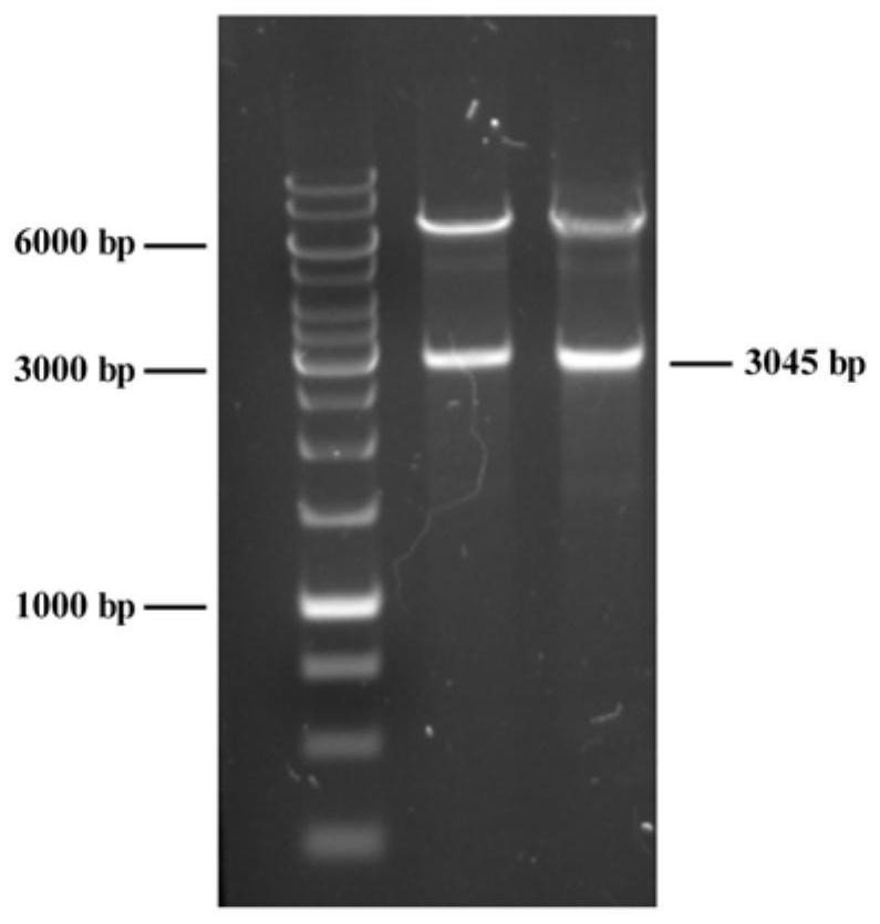 A kind of fidaxomicin genetically engineered bacteria and its construction method and application
