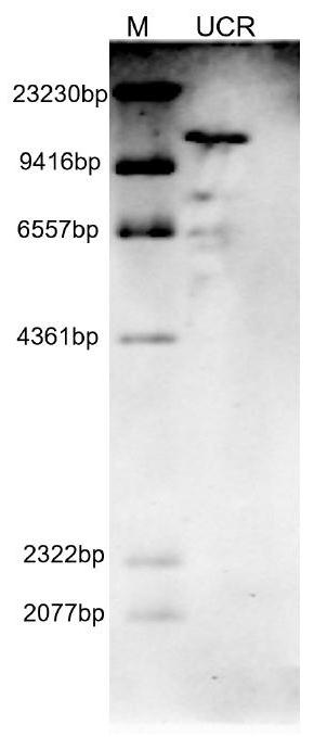 Primer group, kit and method for detecting copy number of FRT sites in Flp-In host cell line