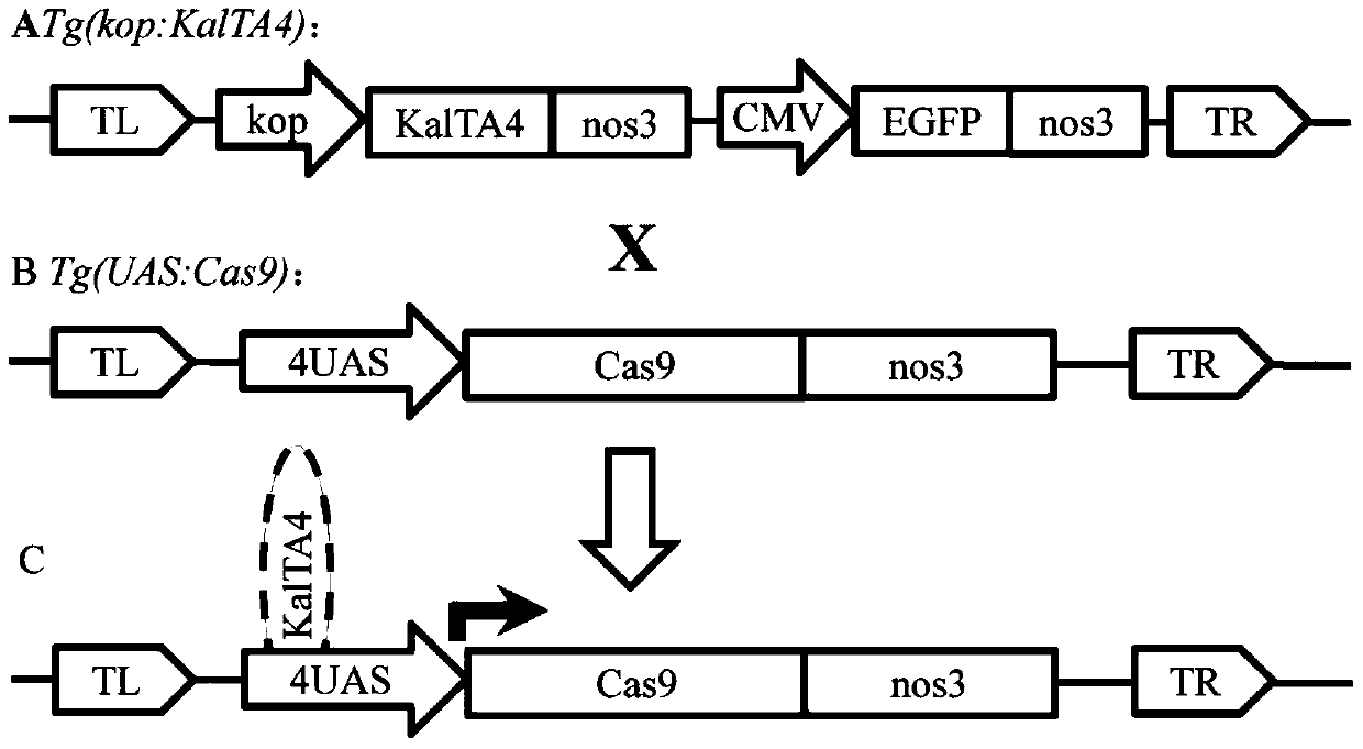 A kind of transgenic vector for primordial germ cell targeted mutation and preparation method and use