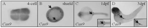 A kind of transgenic vector for primordial germ cell targeted mutation and preparation method and use