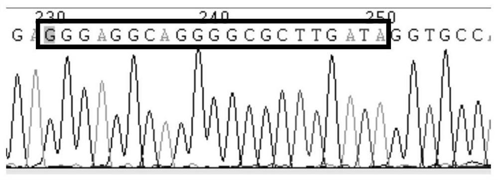 Carrier pigeon Newcastle disease virus genetic engineering modified attenuated strain as well as preparation method and application thereof