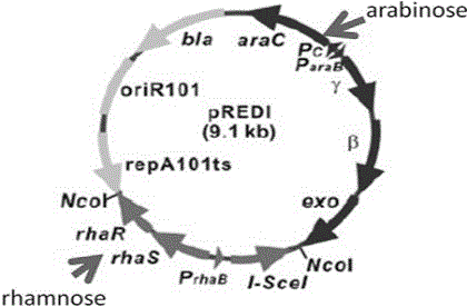 Herpes simplex virus I gene recombinant attenuated live vaccine and preparation method thereof