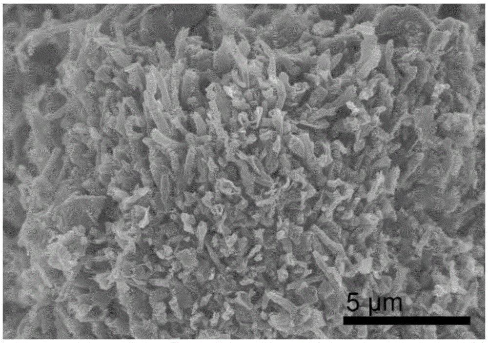 Method for preparing carbon nano tube by means of cobalt chloride catalyst