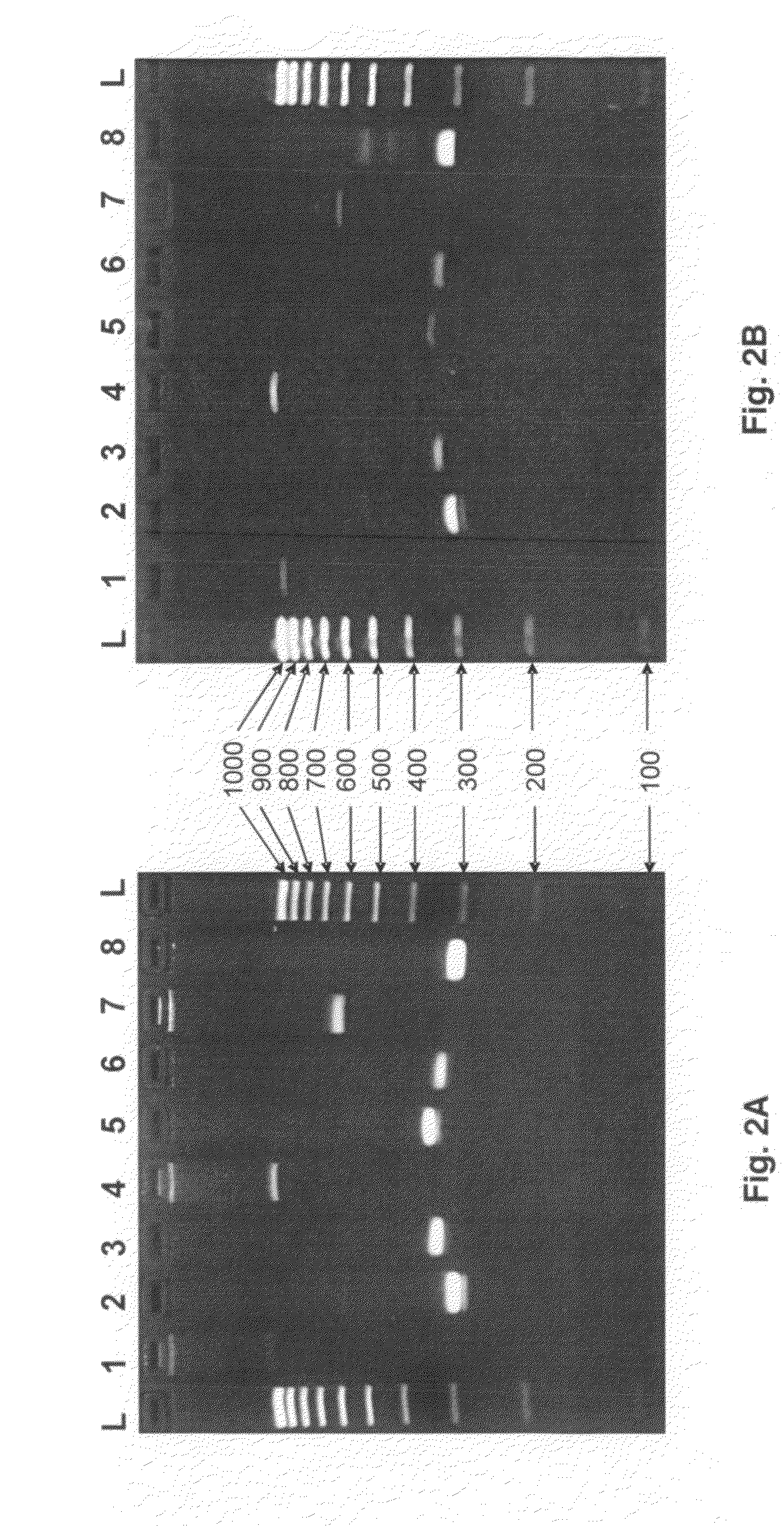 Methods for PCR and HLA typing using unpurified samples