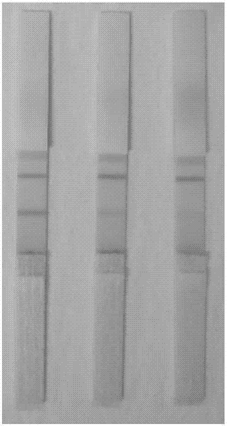 Preparation method of blue latex microsphere labeled antibody and test paper strip thereof