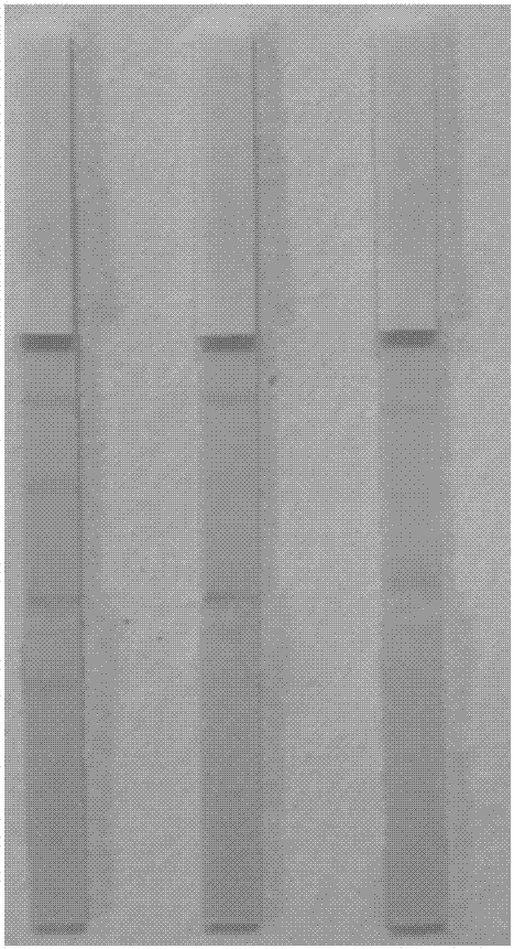 Preparation method of blue latex microsphere labeled antibody and test paper strip thereof