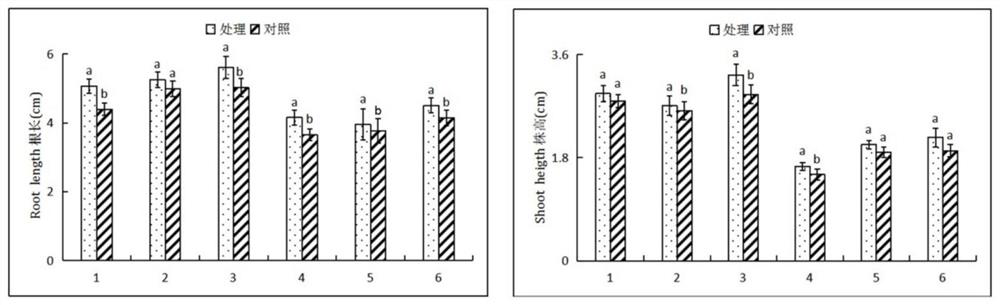 Method for promoting nodulation and nitrogen fixation of root system of tumorous stem mustard by using azorhizobium caulinodans