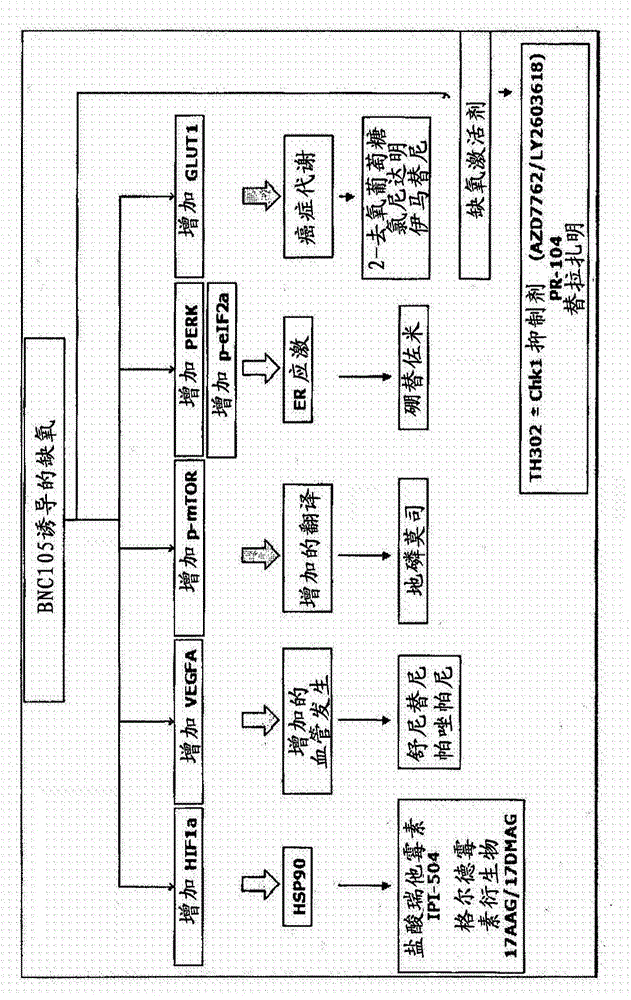 Combination therapy involving a vascular disrupting agent and an agent which targets hypoxia