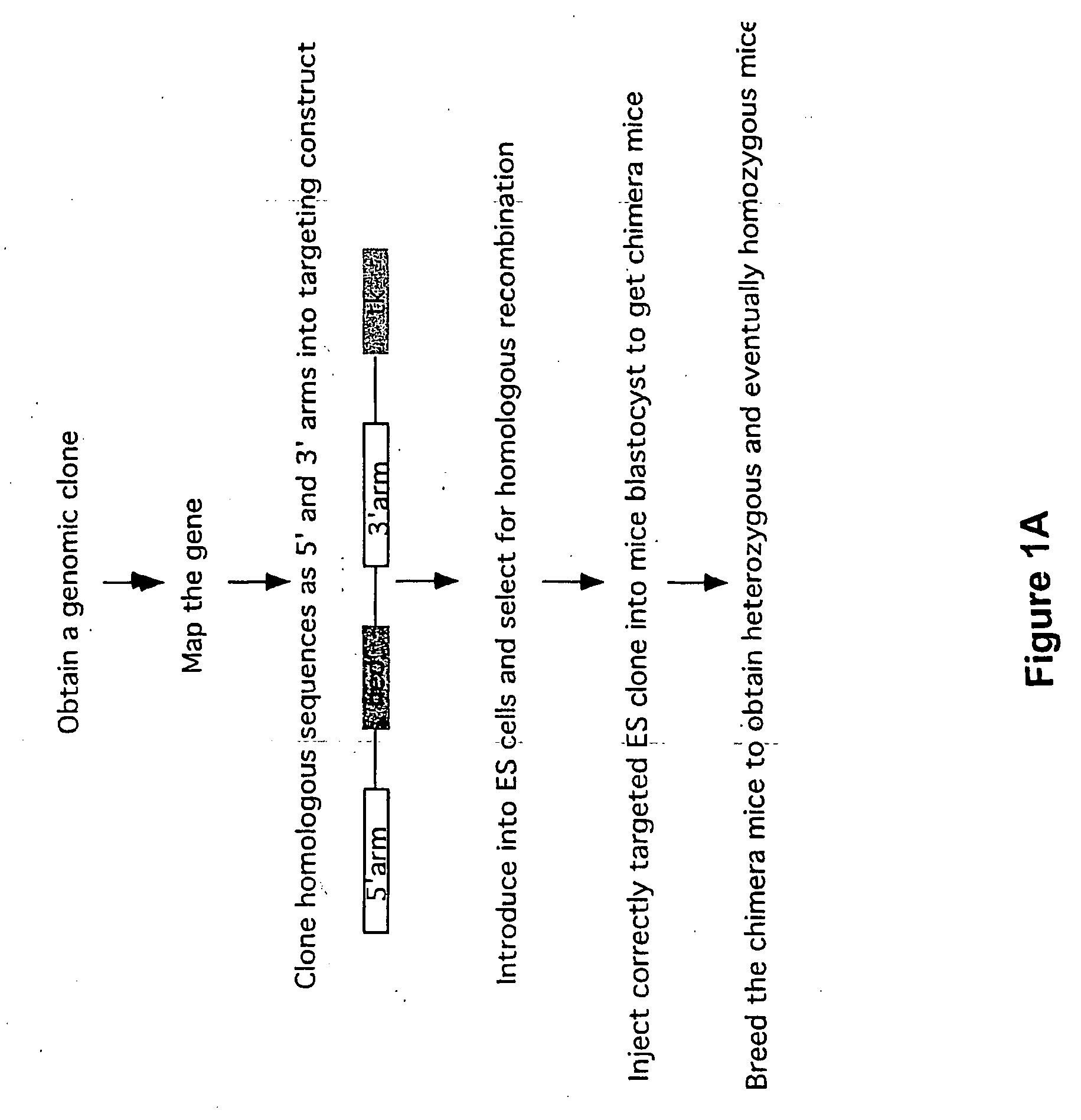 Methods for the production of cells and mammals with desired genetic modifications