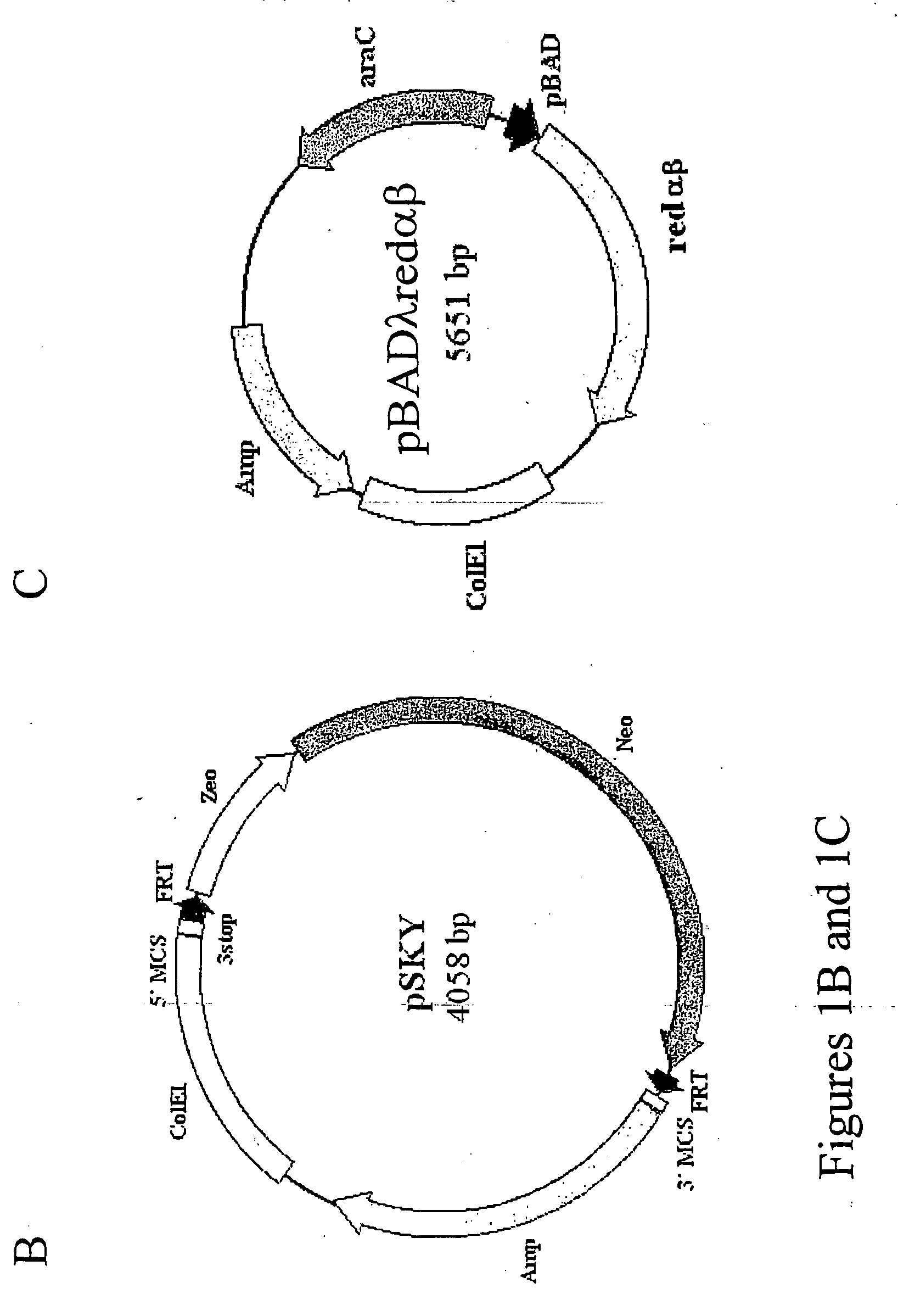 Methods for the production of cells and mammals with desired genetic modifications