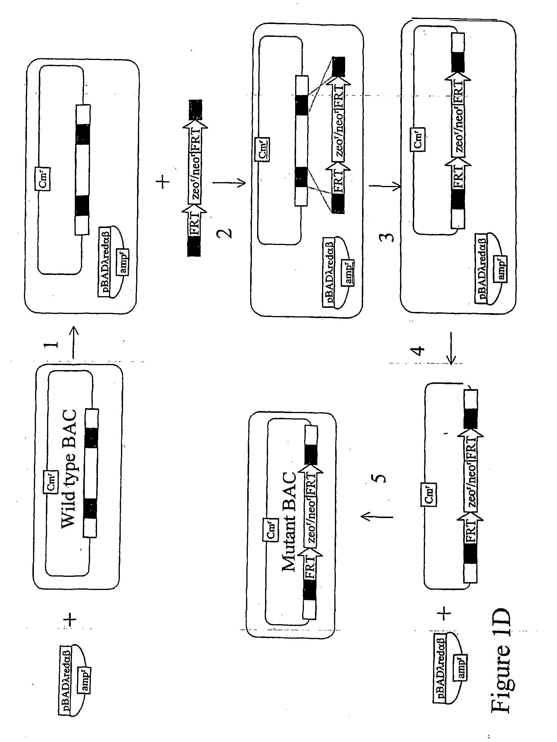 Methods for the production of cells and mammals with desired genetic modifications