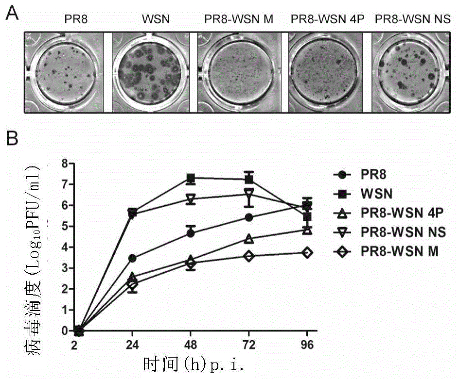 Novel influenza virus A mammalian cell adapted strain and preparation and application thereof