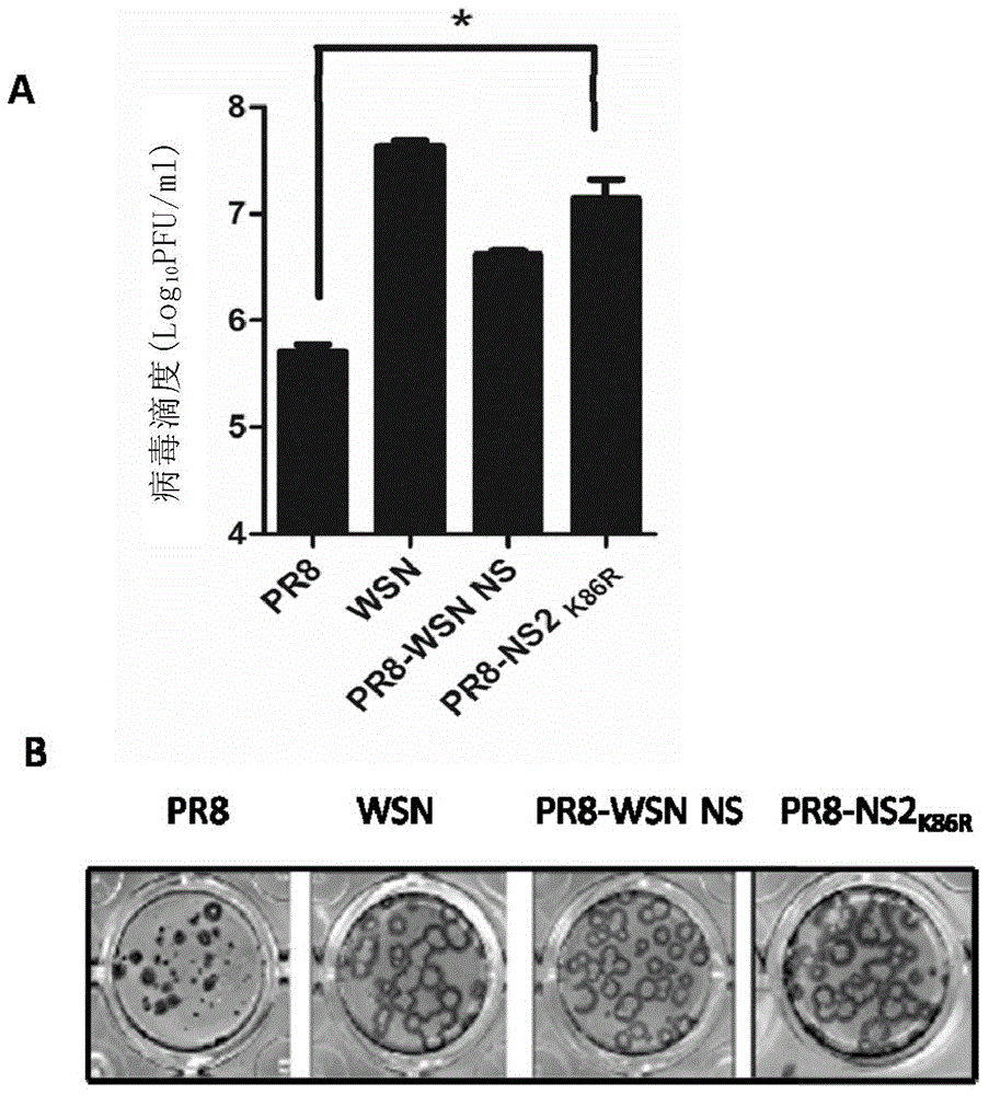 Novel influenza virus A mammalian cell adapted strain and preparation and application thereof