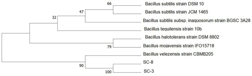 Bacillus velezensis and application thereof