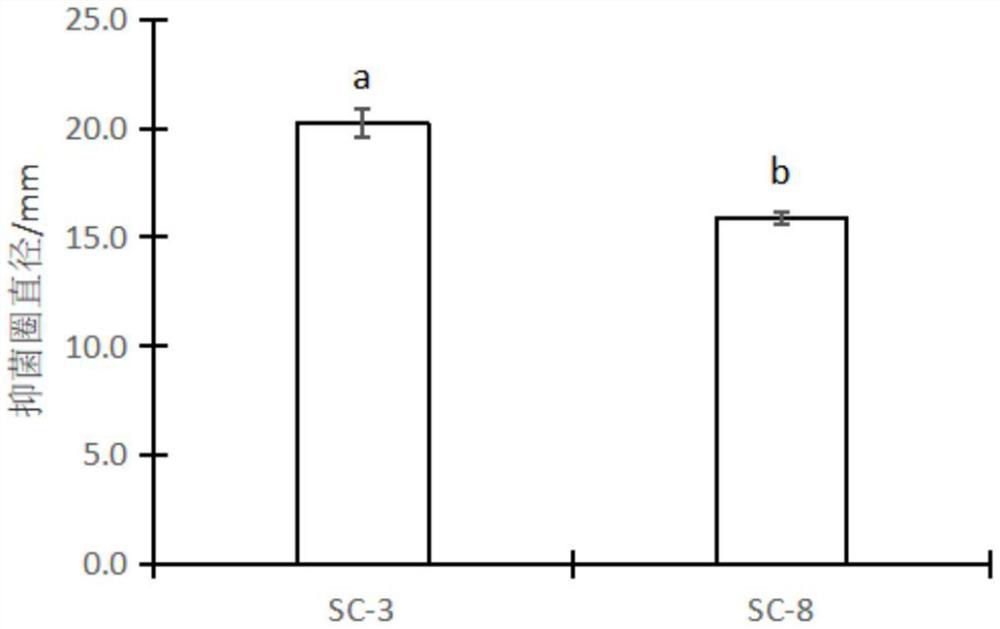 Bacillus velezensis and application thereof