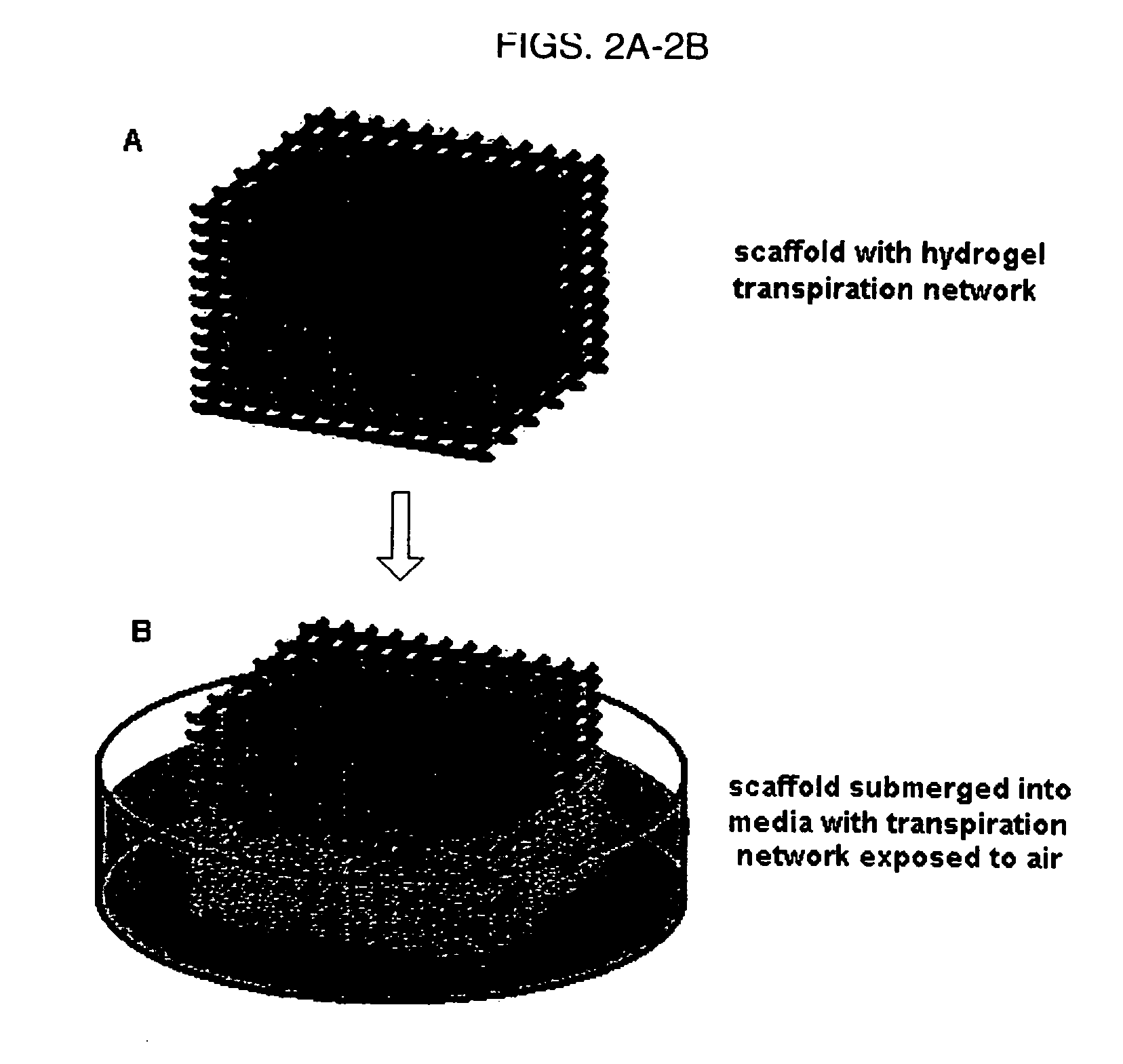 Method for creating an internal transport system within tissue scaffolds using computer-aided tissue engineering