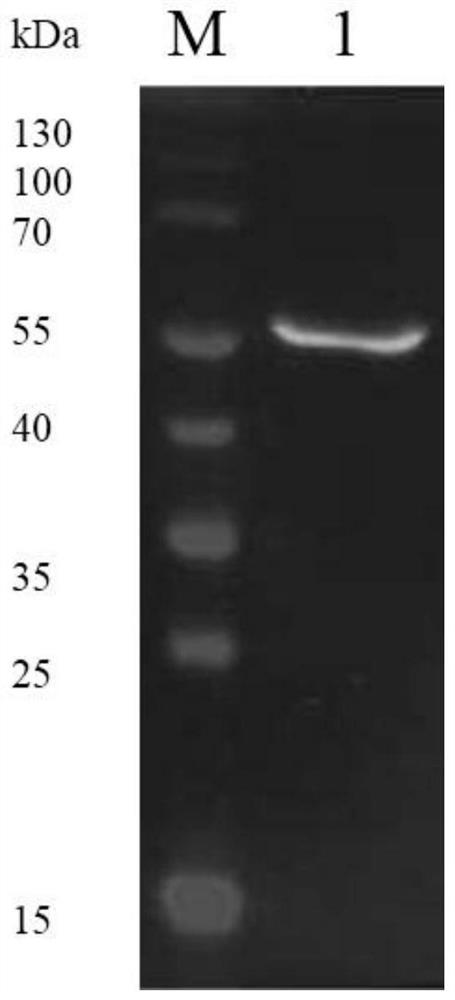 A kind of amine oxidase acao, preparation method and application