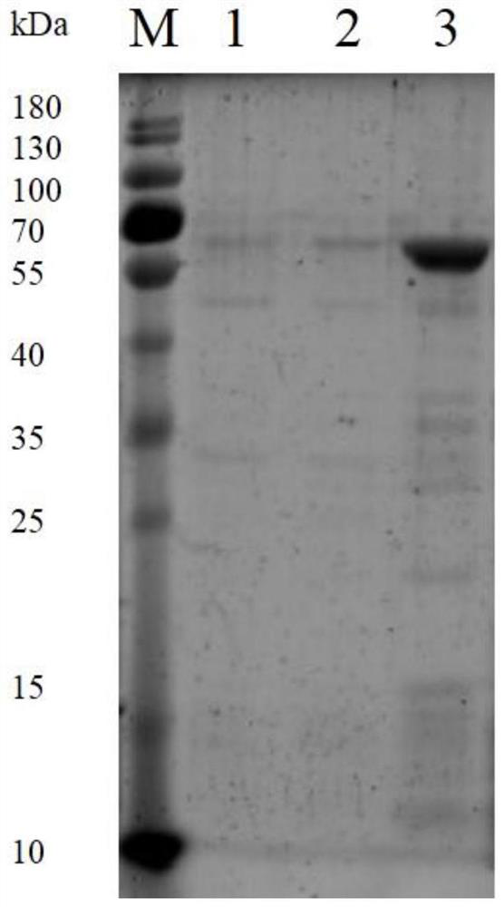 A kind of amine oxidase acao, preparation method and application