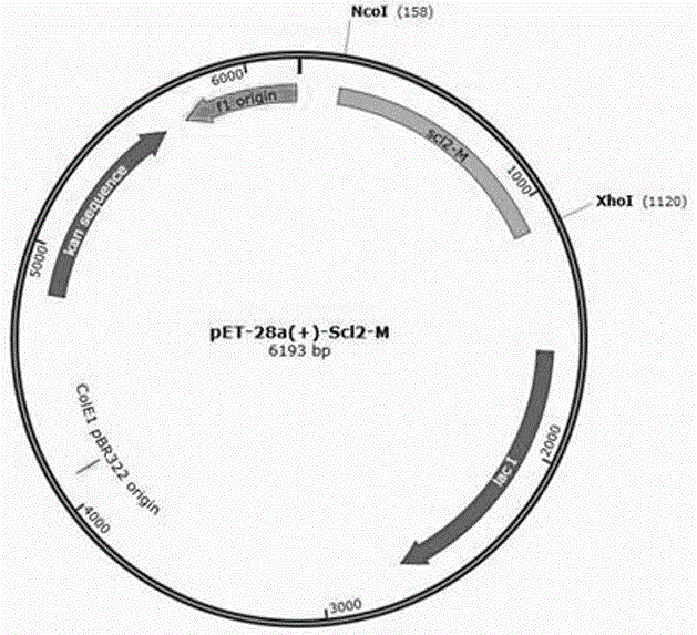 Collagen-like protein-human basic fibroblast growth factor fusion protein and preparation method thereof