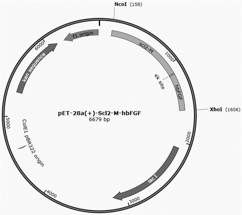 Collagen-like protein-human basic fibroblast growth factor fusion protein and preparation method thereof