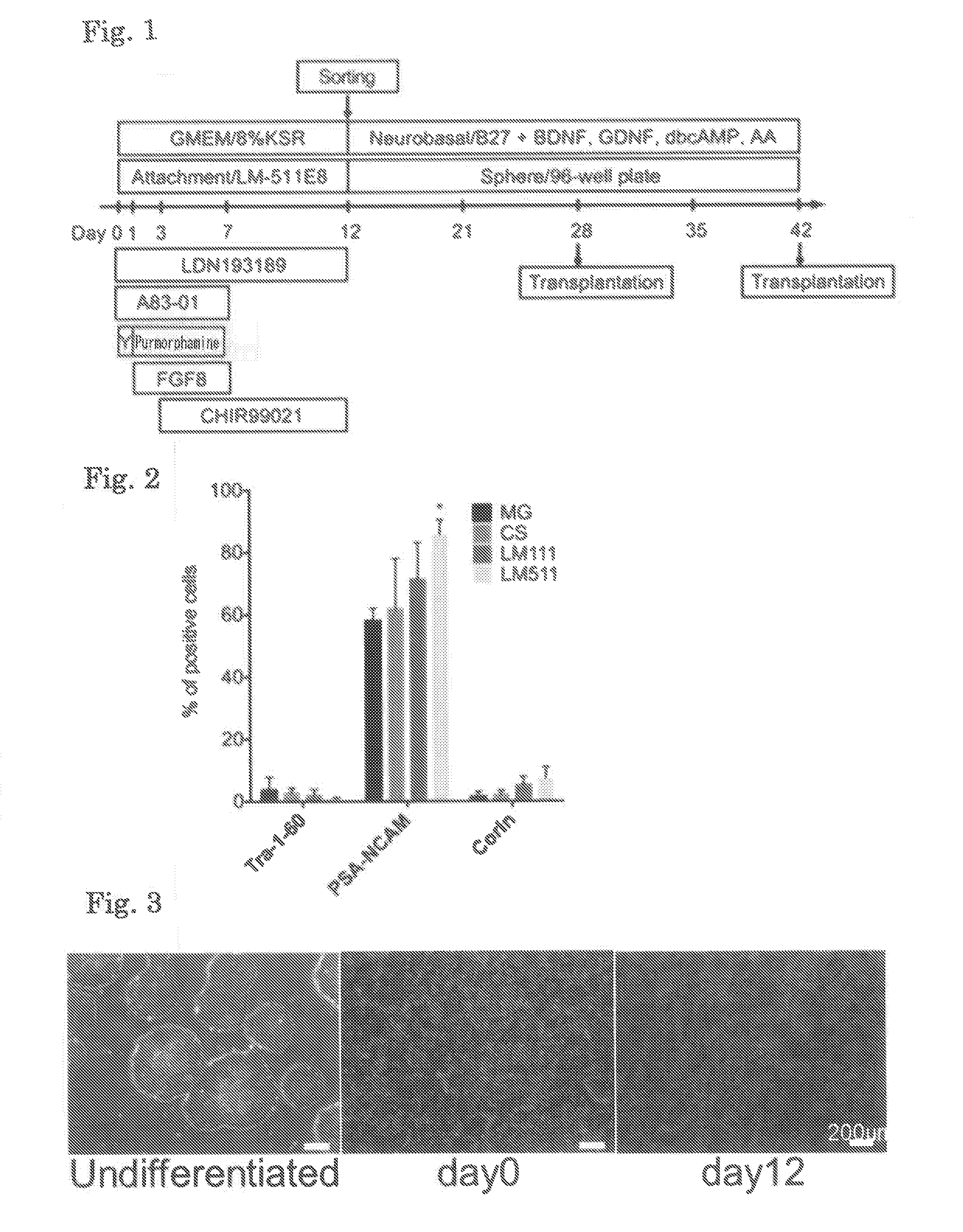 Method for inducing dopaminergic neuron progenitor cells