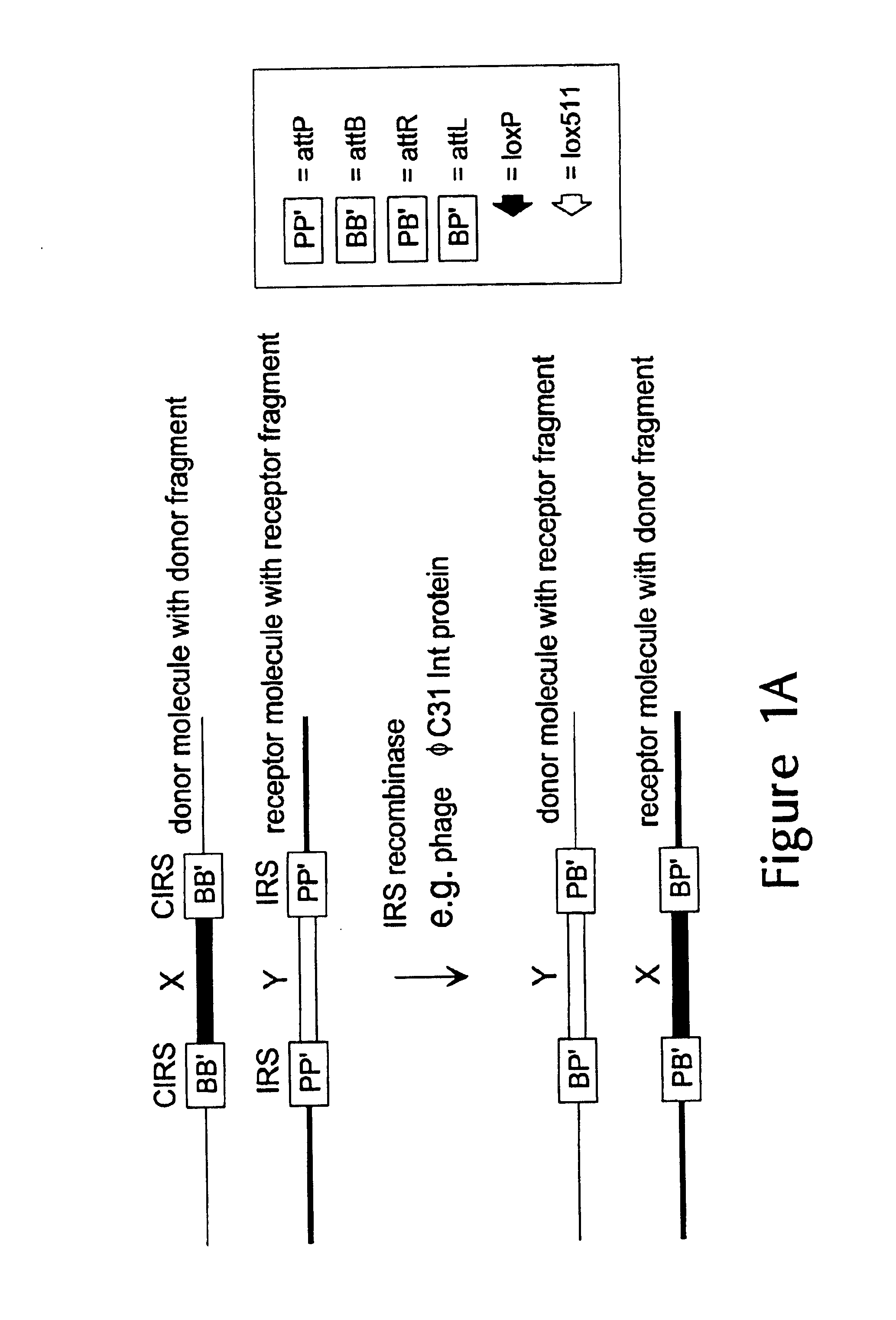 Methods for the replacement, translocation and stacking of DNA in eukaryotic genomes