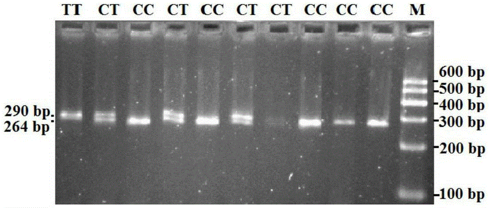 A method for detecting single nucleotide polymorphism of goat stat3 gene and its application