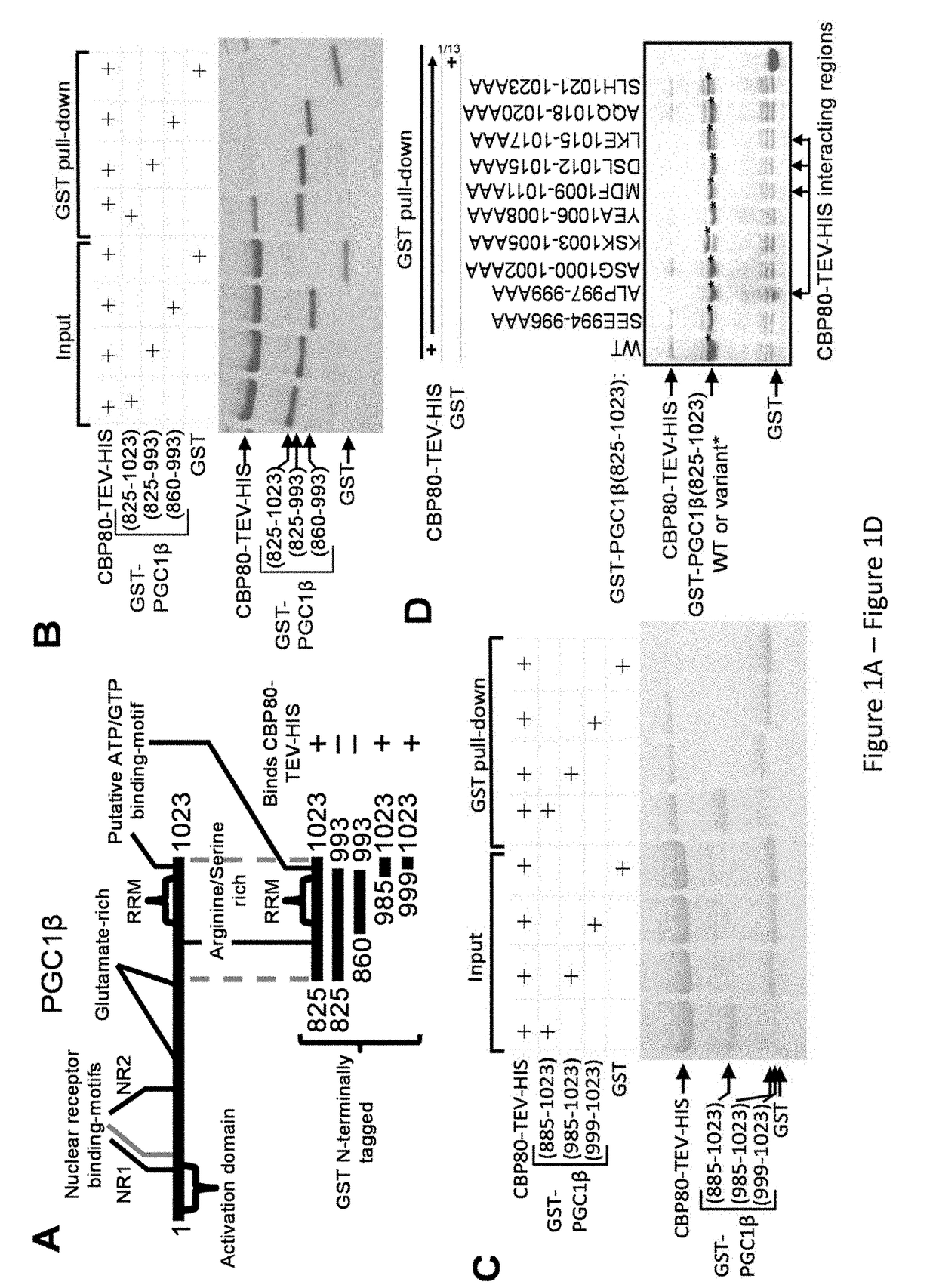 Compositions and Methods for Inhibiting CBP80 Binding to PGC1 Family of Co-Activators