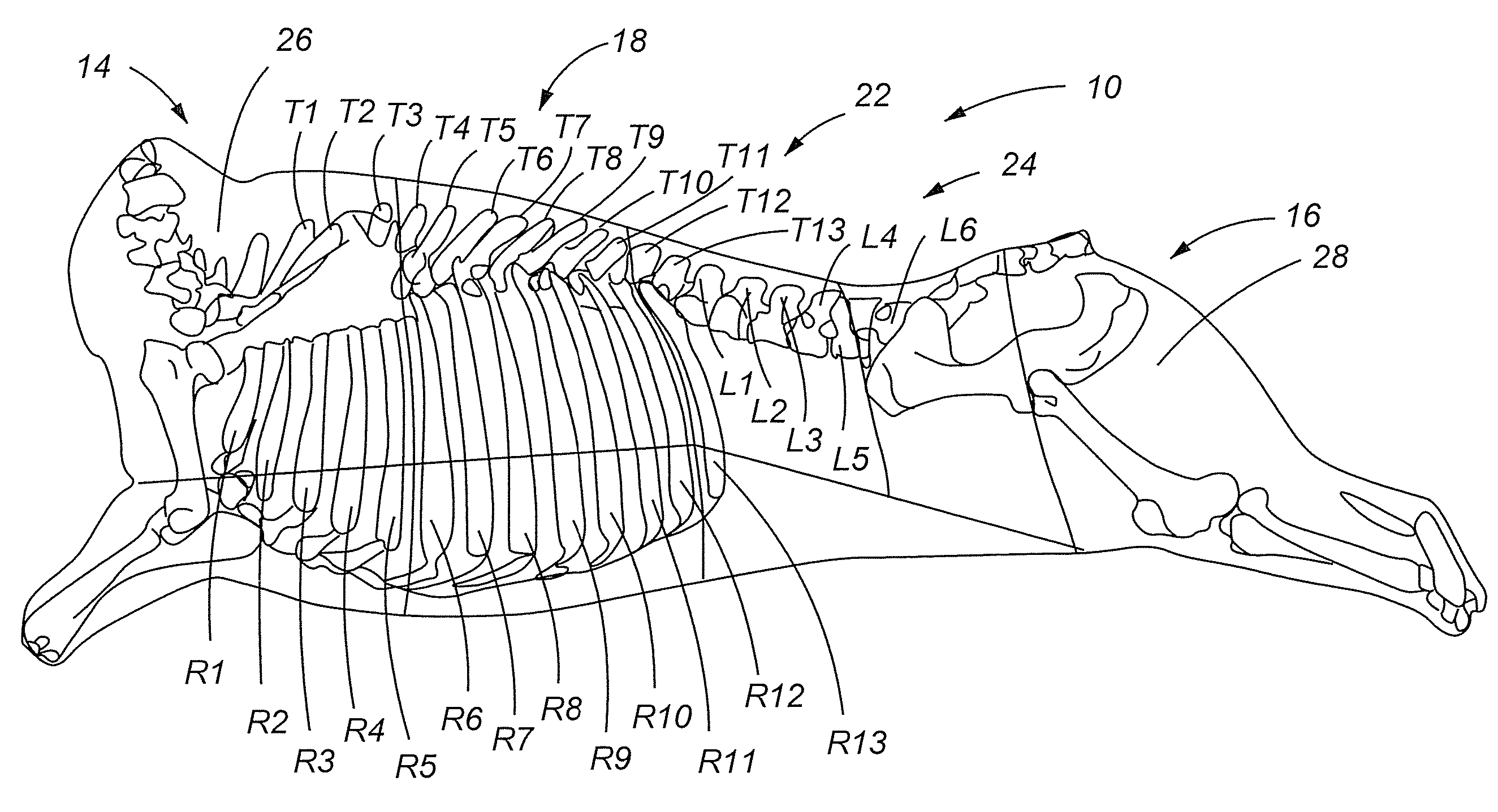 Multibar apparatus and method for electrically stimulating a carcass