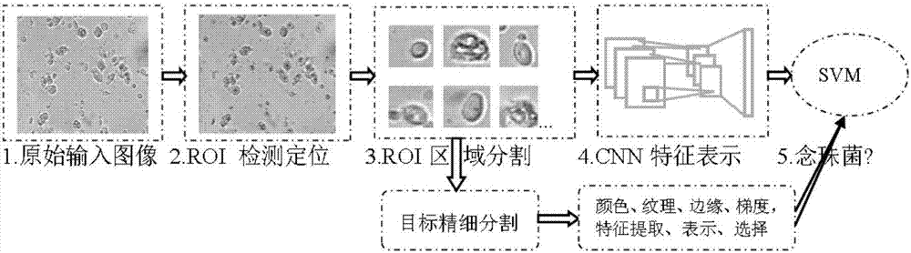 Vaginal secretion wet sheet candida detection method based on Hough round detection and deep CNN (convolutional neural network)
