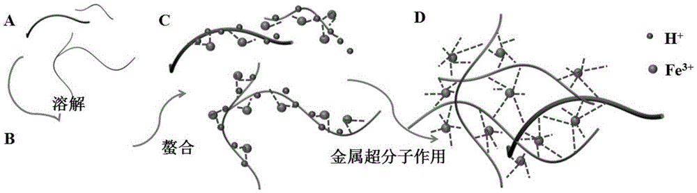 Preparation method of iron-chitosan metal supermolecular gel